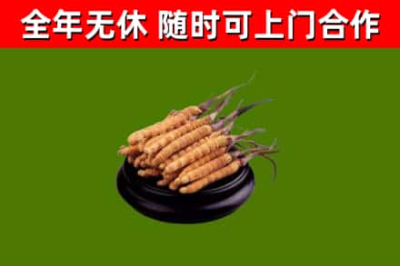 龙江县回收散虫草